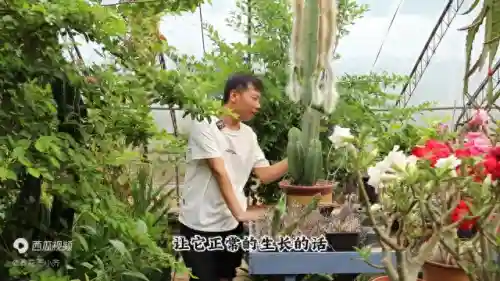 植物大战僵尸长矛阵容搭配(植物大战僵尸的坚不可摧如何布阵)