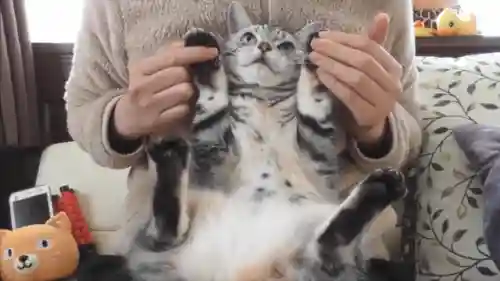 怎么确定猫认主人了(猫走丢了怎么样才能找回来)插图6 怎么确定猫认主人了(猫走丢了怎么样才能找回来)插图6