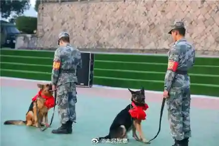 东部战区军犬阵容搭配最新(什么兵配军犬)插图6