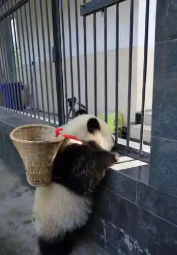 杀一只大熊猫会判死刑吗(把熊猫打一顿会坐牢吗)