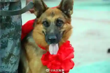 东部战区军犬阵容搭配最新(什么兵配军犬)插图4