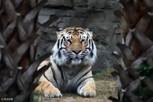 小猫爪印爱心符号(౪ᩚ゜小动物图案符号)插图5