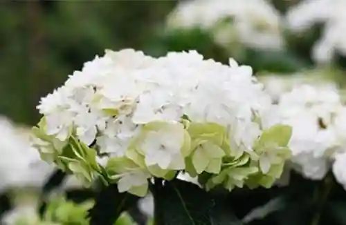 绣球花图片(绣球花多少钱一盆)插图74