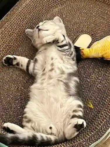 怎么确定猫认主人了(猫走丢了怎么样才能找回来)插图11 怎么确定猫认主人了(猫走丢了怎么样才能找回来)插图11