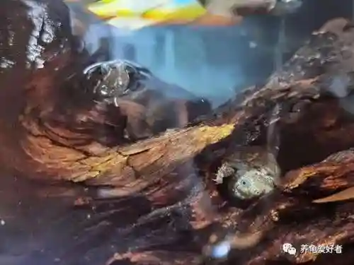 怎么自己降低龟灵敏度(什么东西可以降低龟的灵敏度)