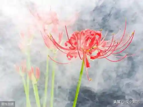 曼珠沙华的花语(彼岸花的经典一句短句)插图5