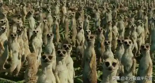 少年派的奇幻漂流(少年派隐喻深度解析)插图55