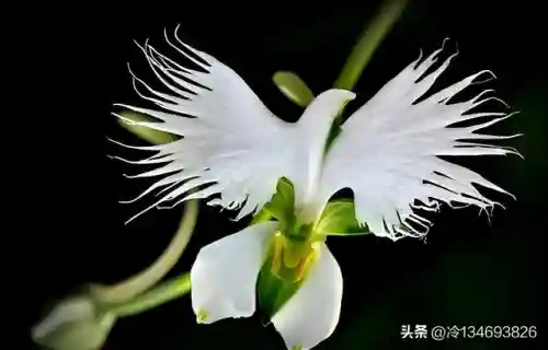 动物之战袋鼠最强阵容搭配(动物大联盟伤害最高搭配)插图18