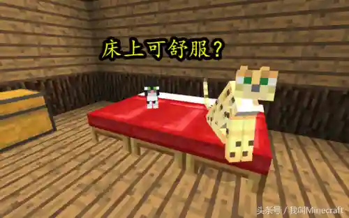 我的世界豹猫怎么驯服(豹猫冒爱心但是驯服不了)插图1