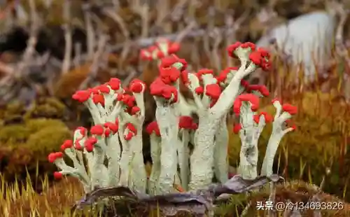 动物之战袋鼠最强阵容搭配(动物大联盟伤害最高搭配)插图24