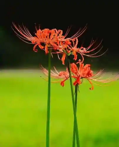 彼岸花是国家几级保护花(摘了彼岸花要坐牢吗)插图12