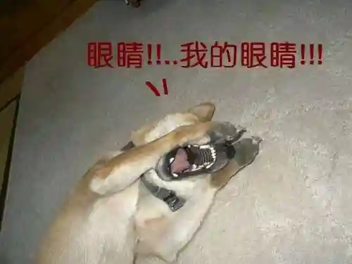 大型换装游戏(服装全部免费的换装游戏)插图11