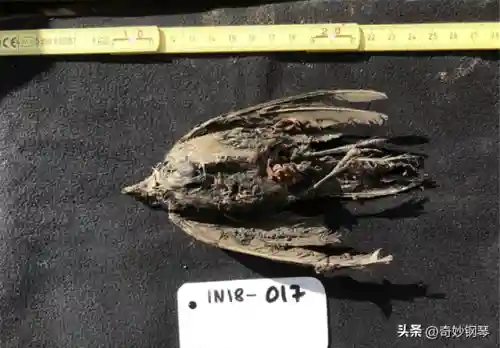 迷幻冻土阵容搭配推荐最新(梦想乐土之殁阵容推荐)插图2