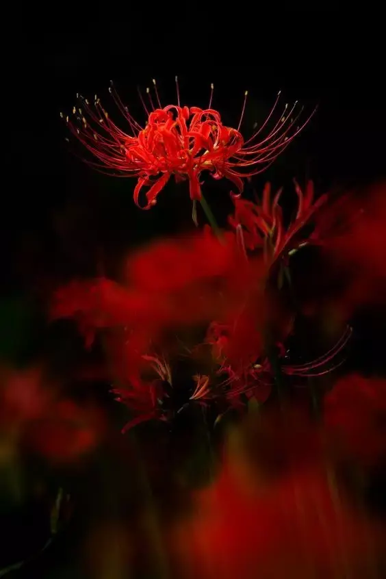 彼岸花图片真实照片(女孩子纹彼岸花代表什么)插图45