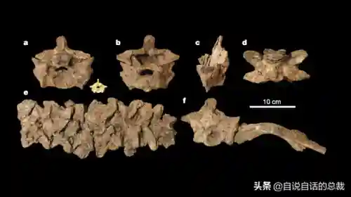 远古巨兽大复活(上古神兽饕餮电影免费)插图30 远古巨兽大复活(上古神兽饕餮电影免费)插图30