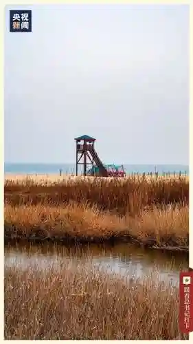 山中核一阵容搭配(桃园盾t0队伍搭配指南)插图33