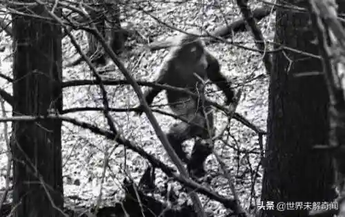 动物之战雪怪阵容搭配(动物大联盟伤害最高搭配)插图1 动物之战雪怪阵容搭配(动物大联盟伤害最高搭配)插图1