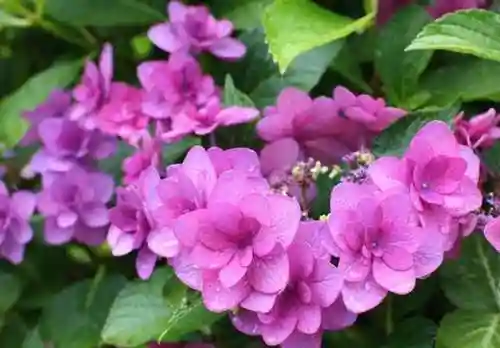 绣球花图片(绣球花多少钱一盆)插图63
