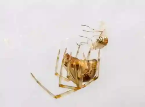 晚上蜘蛛千万别打死(蜘蛛会靠近熟睡的人吗)