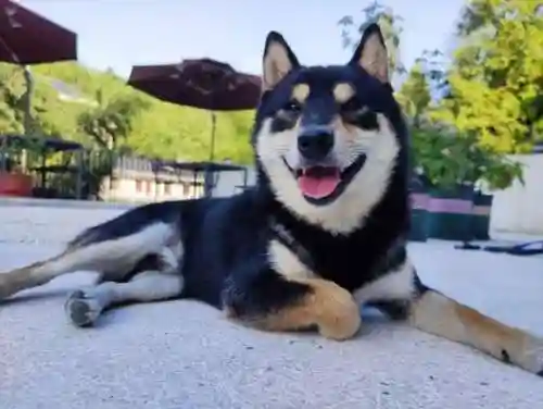 柴犬大部队阵容搭配(部落冲突阵容推荐)插图6