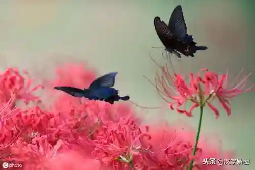 曼珠沙华的花语(彼岸花的经典一句短句)插图1