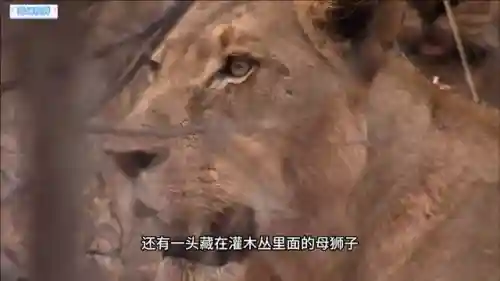 母狮打猎最新阵容搭配图(新版本狮子带什么配件)