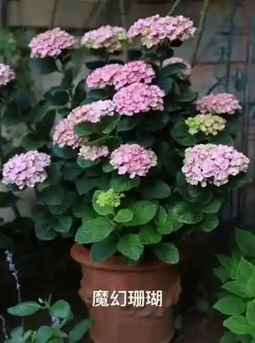 绣球花图片(绣球花多少钱一盆)插图11