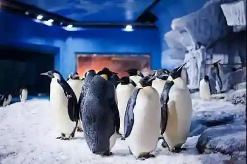 梦幻恐龙公园最强阵容搭配(梦幻龙乐园)插图5