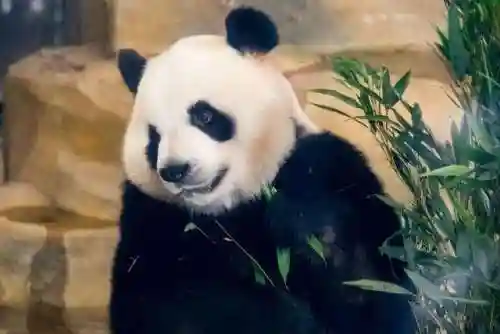 吉祥物打工阵容搭配(恭喜发财什么阵容厉害)插图23