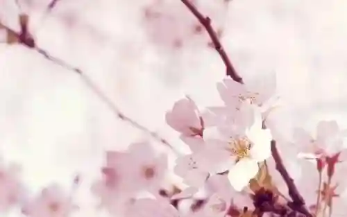 三里桃花不及卿(十里桃花后面一句是什么)插图6 三里桃花不及卿(十里桃花后面一句是什么)插图6