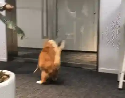 逗猫神器推荐阵容搭配(逗猫神器app)插图11