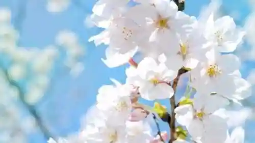 我可以深入接触你樱花的英文(用你的手指拨动我的心弦第二季)