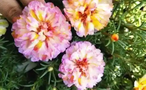 太阳花图片(太阳花十大品种)插图2