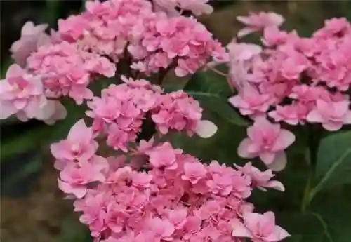 绣球花图片(绣球花多少钱一盆)插图64
