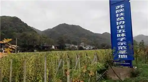 武峰阵阵最强阵容搭配(闪烁之光最强阵容)插图3