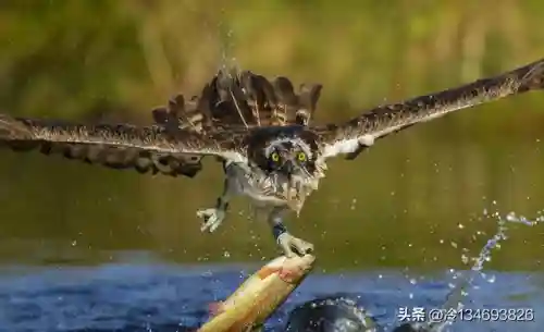 动物之战袋鼠最强阵容搭配(动物大联盟伤害最高搭配)插图29