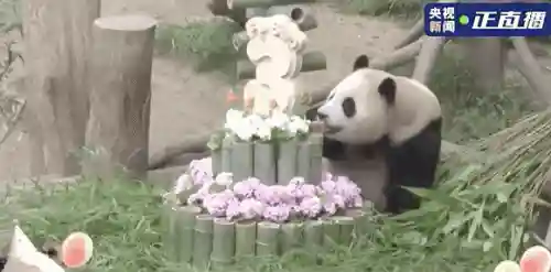 吉祥物打工阵容搭配(恭喜发财什么阵容厉害)插图32