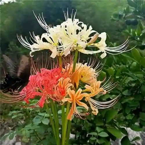 彼岸花是国家几级保护花(摘了彼岸花要坐牢吗)插图13