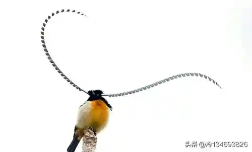 动物之战袋鼠最强阵容搭配(动物大联盟伤害最高搭配)插图31