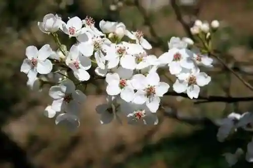 三里桃花不及卿(十里桃花后面一句是什么)插图1 三里桃花不及卿(十里桃花后面一句是什么)插图1