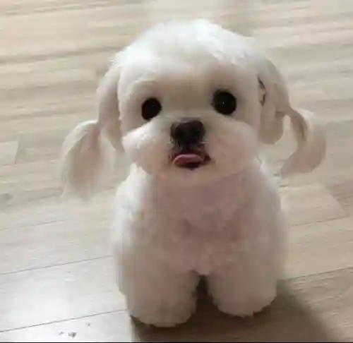 马尔济斯犬(马尔济斯犬适合哪些人饲养)插图7