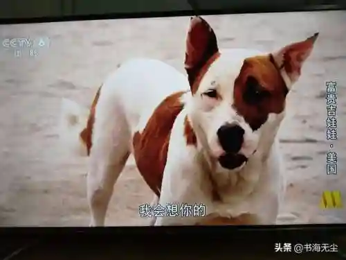 龙妈加狗子阵容搭配(云顶之弈奶妈主c阵容)插图3
