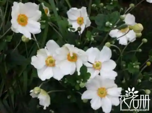 花语是压抑绝望的花(花语是孤独忧郁的花)插图3