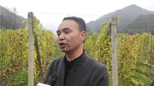 武峰阵阵最强阵容搭配(闪烁之光最强阵容)