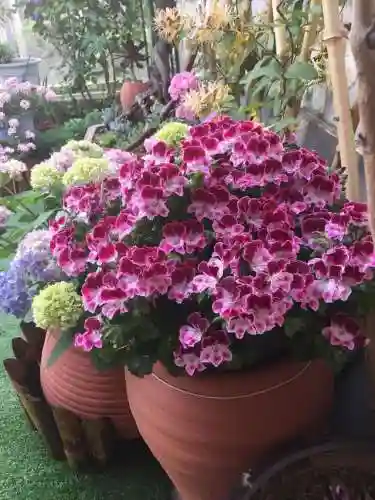 万能植物阵容搭配(阴阳师万能阵容)插图10