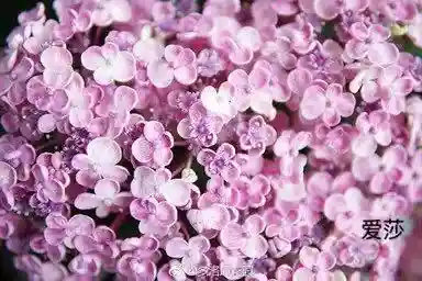 绣球花图片(绣球花多少钱一盆)插图57
