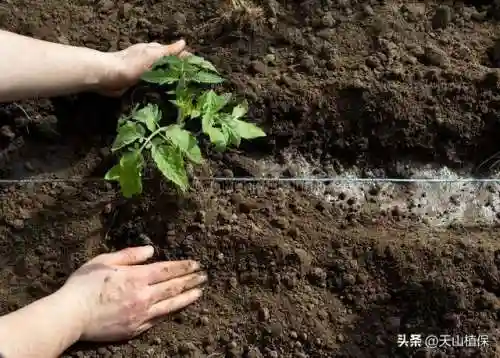 植物大战僵尸消毒阵容搭配(植物僵尸最强阵容)插图4