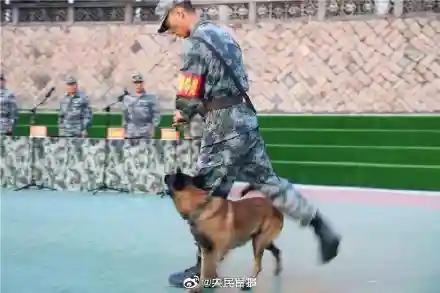 东部战区军犬阵容搭配最新(什么兵配军犬)插图5