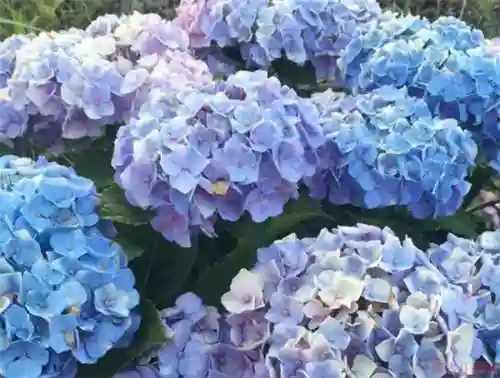 绣球花图片(绣球花多少钱一盆)插图49