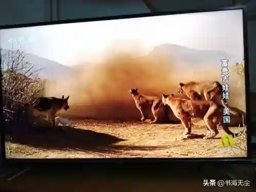 龙妈加狗子阵容搭配(云顶之弈奶妈主c阵容)插图1